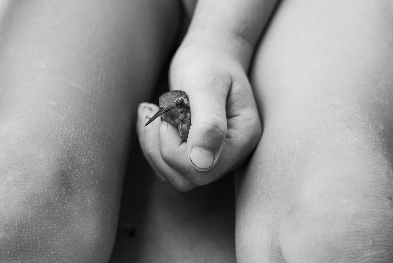 hummingbird in fridas hand 2021
